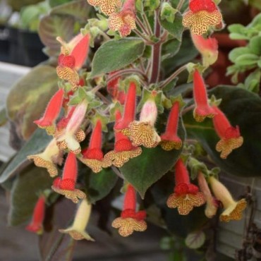 Kohleria amabilis var....