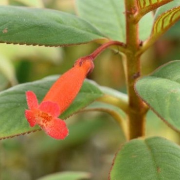 Kohleria hirsuta var. hirsuta (Kohleria eriantha)