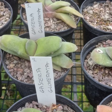Gasteria glomerata
