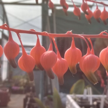 Gasteria carinata var....