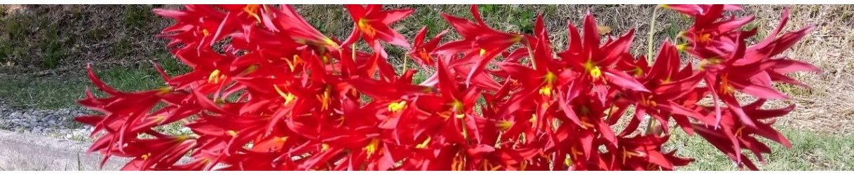Amaryllidaceae