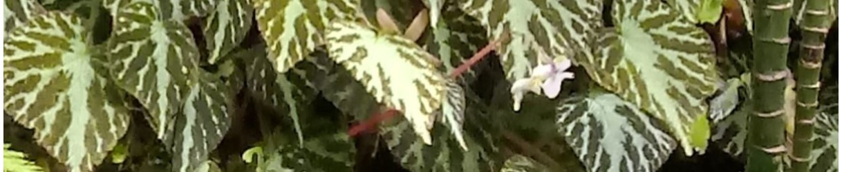 Begonias
