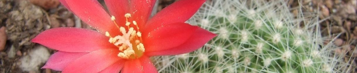 Cacti