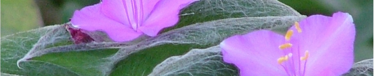 Commelinaceae