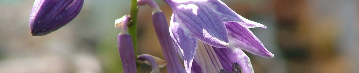Erbacee Perenni