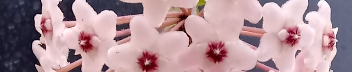 Hoya