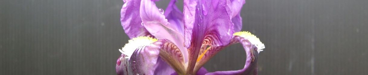 Iridaceae
