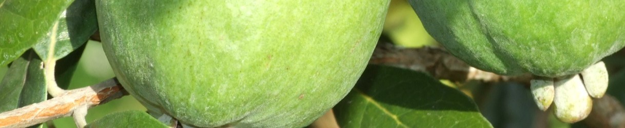 Food plants
