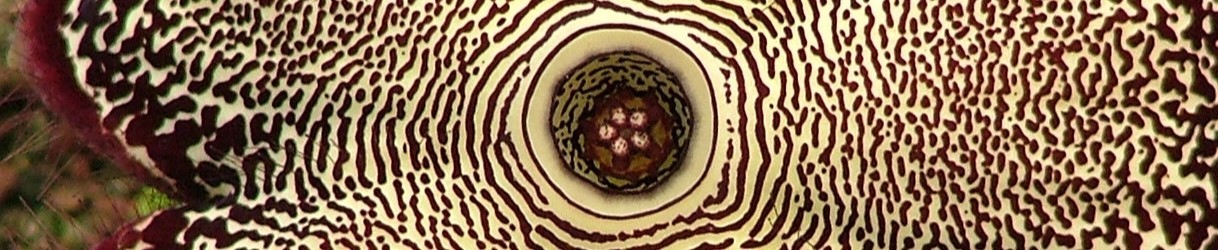 Stepeliads