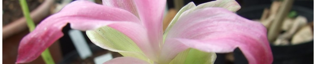 Zingiberaceae