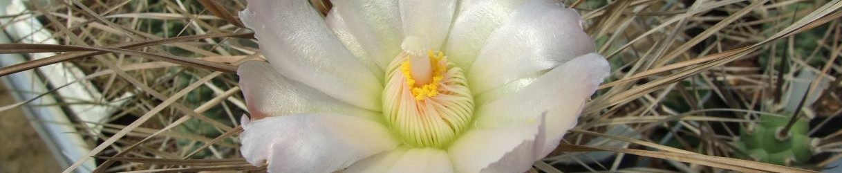 Tephrocactus and related genera