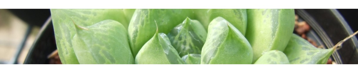 Haworthia