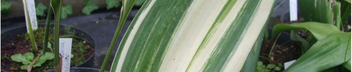 Aspidistra and Rhodea