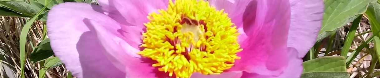Peonies