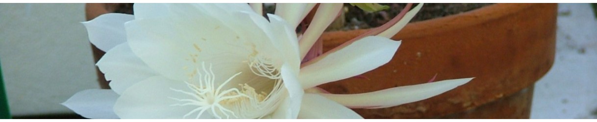 Epiphytic Cactaceae