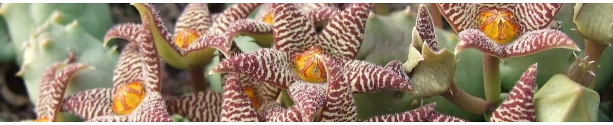 Stepeliads: species, varieties, forms