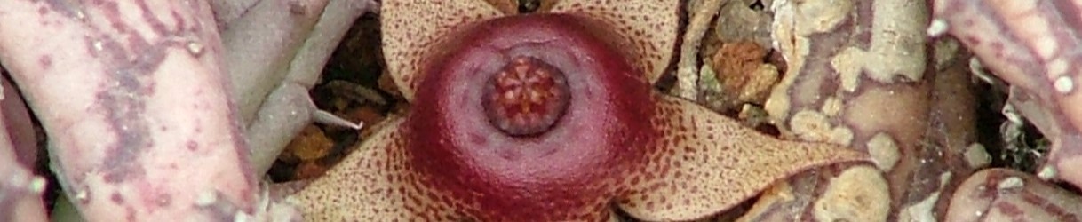 Stapeliads: hybrids
