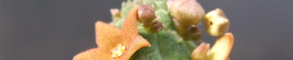 Stapeliads: our hybrids