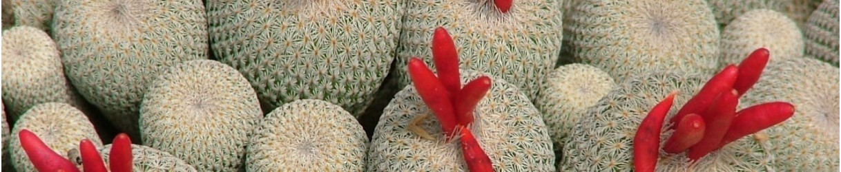 Cactaceae