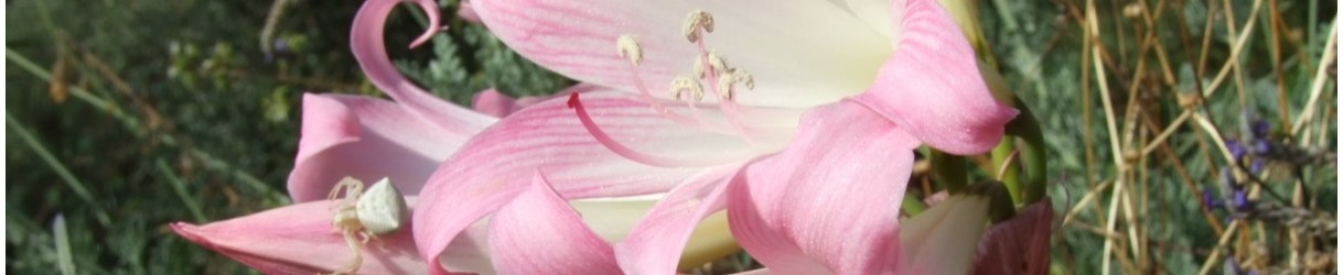 Geophytes (plants with bulbs, rhizomes, tubers or corms)