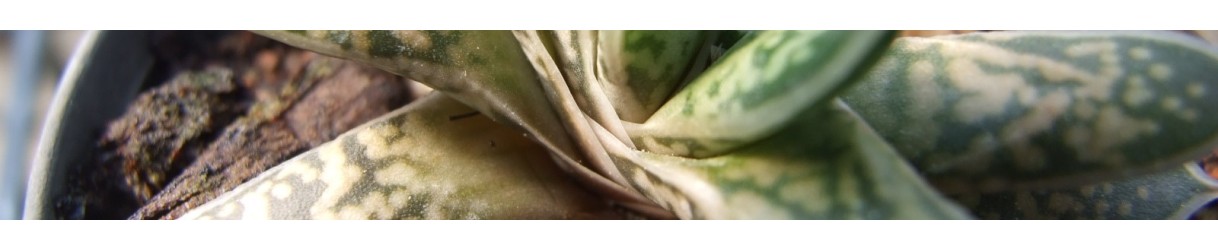 Gasteria