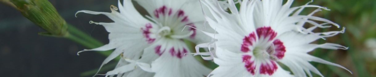 Erbacee perenni