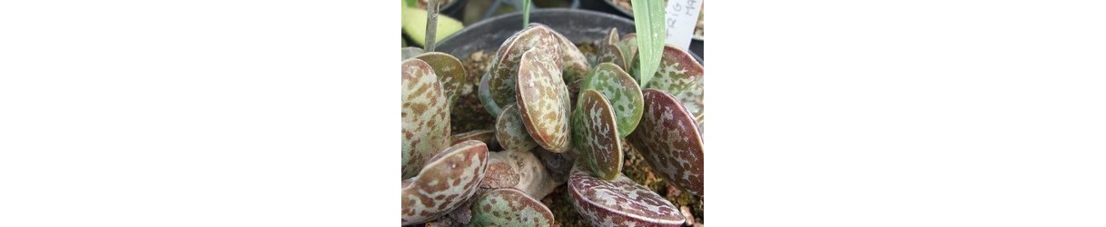 Crassulaceae