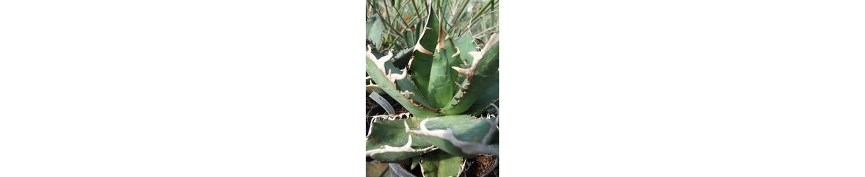 Agaves, Yuccas & co.