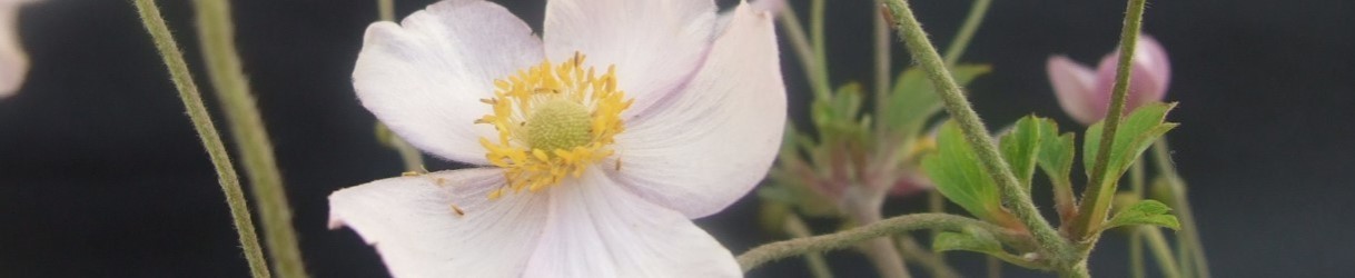 Other geophytes