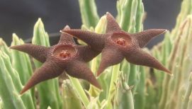 Stapelia longipedicellata