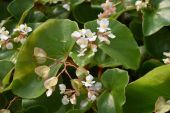 Begonia lachaoensis in fiore