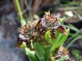 Ferraria crispa