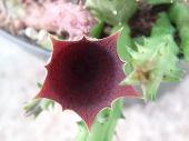 Huernia keniensis