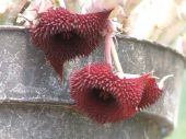 Huernia x pendurata