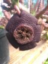 Stapelia x hybrida \’Incomparabilis\’