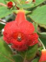 Kohleria x hybrida: particolare del fiore