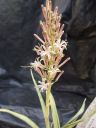 Sansevieria parva in fiore