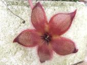 Stapelia hirsuta Stapelia hirsuta
