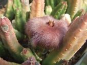 Stapelia obducta