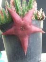 Stapelia x hybrida