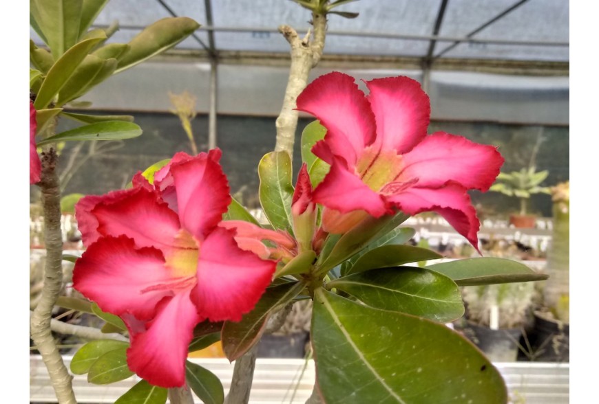 Adenium