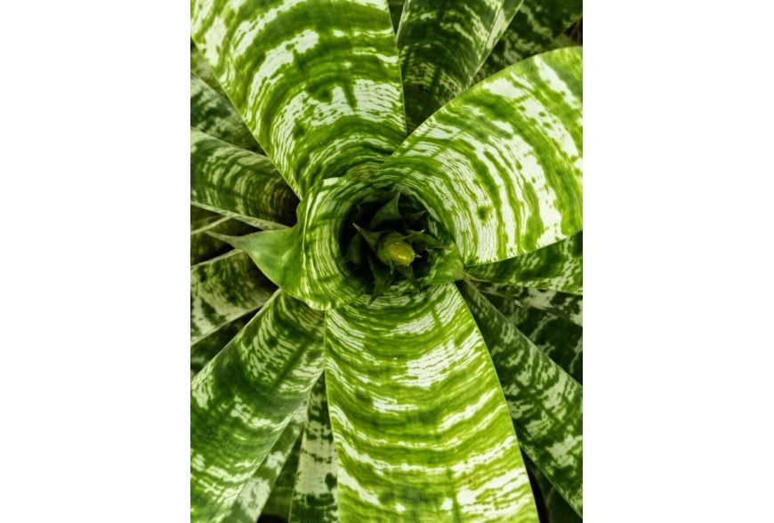 Bromeliaceae 