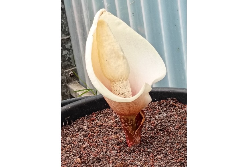 Araceae tuberose tropicali