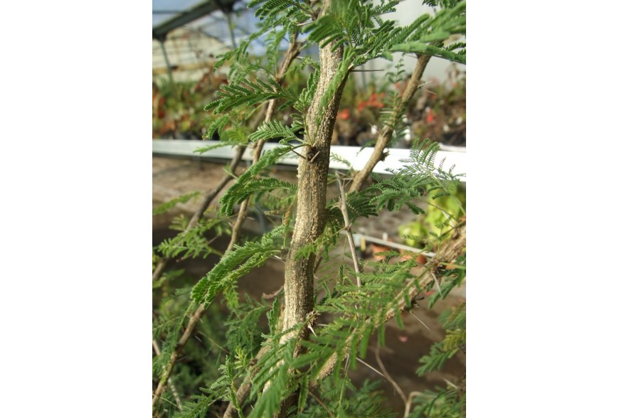 Piantiamola!