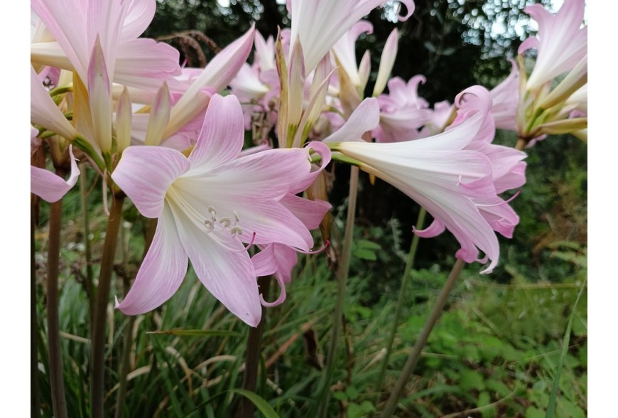 Amaryllis