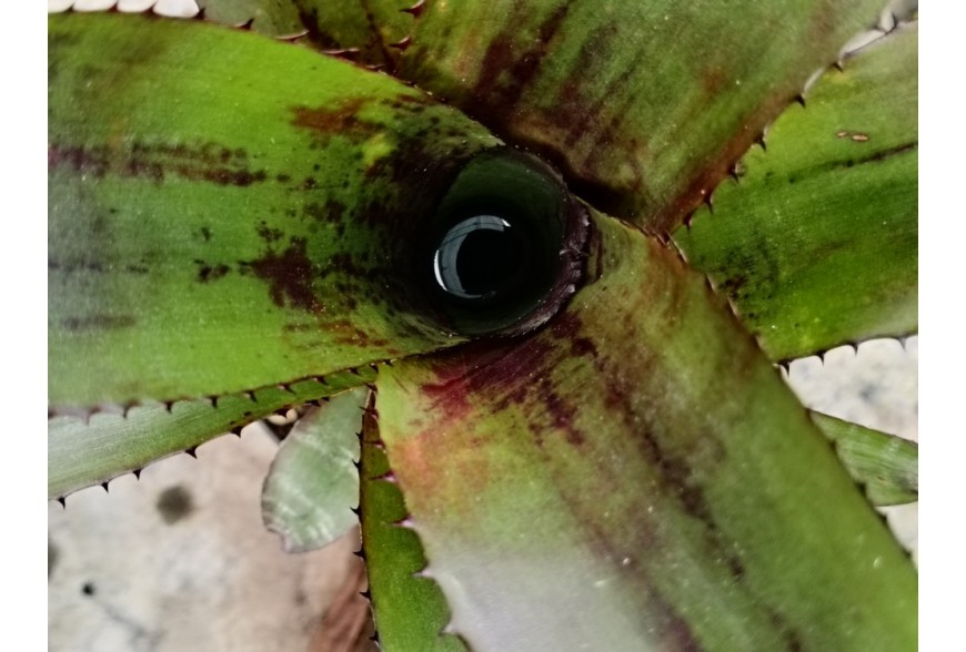 Le piante carnivore