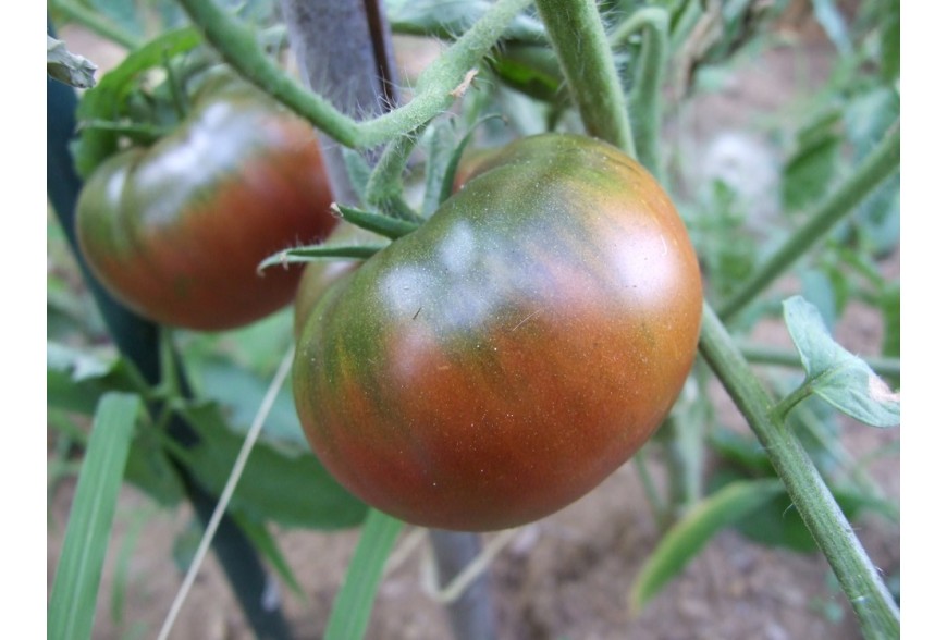 Il pomodoro