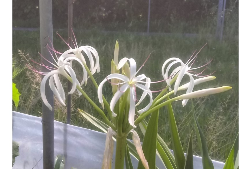 Le piante impossibili 