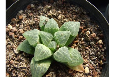 Haworthia 