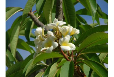 Attenzione alle piante pompate